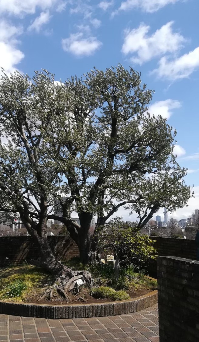 朝倉彫塑館　屋上庭園のシンボルツリー