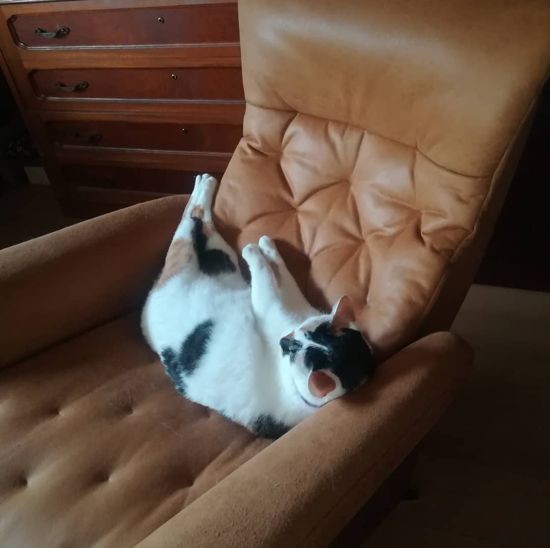 三毛猫華子の変な寝方後ろから